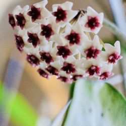 Hoya 