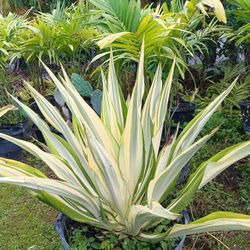 Beautiful Large Agave 25gl $200💚🏡