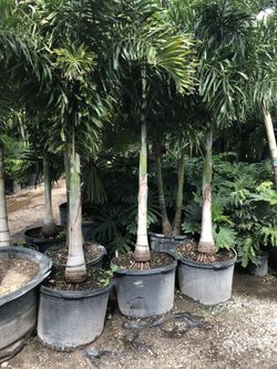 Foxtail Palms
