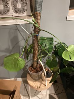 Large Established Monstera Deliciosa + Moss Pole