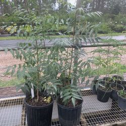 NEEM TREES