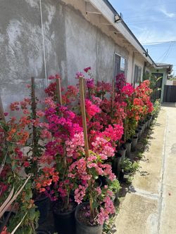 Bougainvillea