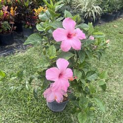 HIBISCUS (10” Pot Size) Attractive Flower, Bold & Beautiful 