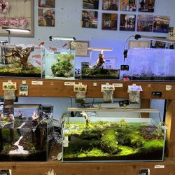 Elegant Rimless Nano Aquariums Fish Tank Aquascape - Starting at Only $24.99!