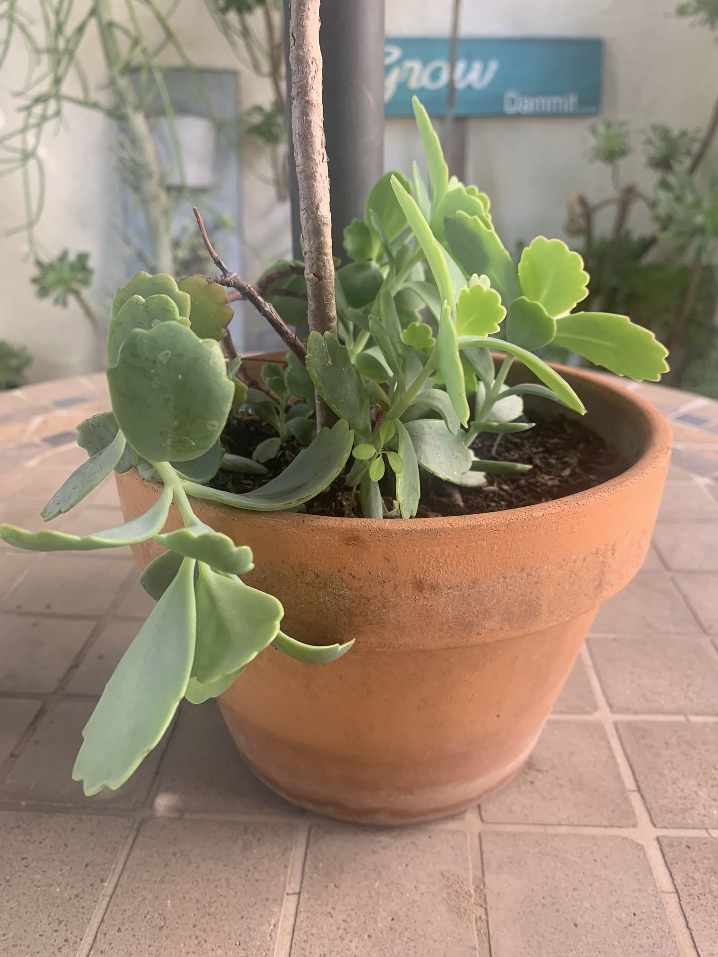 🪴 Kalanchoe Succulent in Terracotta Clay Pot 🪴 