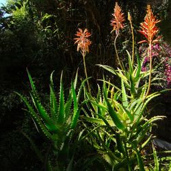 Kenyan Aloe - Fire Resistant Succulent