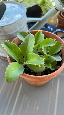 Kalanchoe Succulent in Terra Cotta Pot