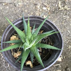 Planta Natural