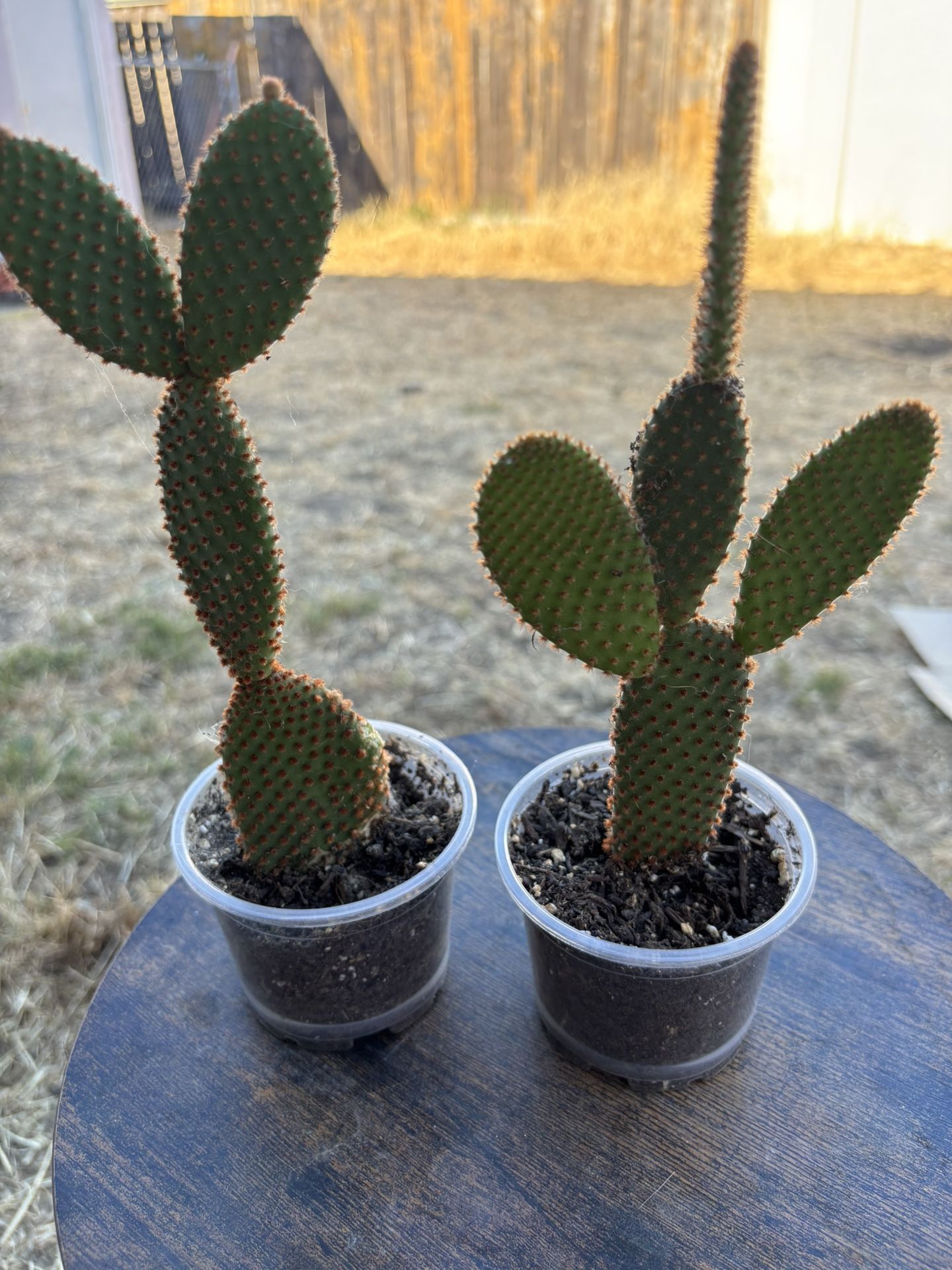 Bunny Ear Cactus