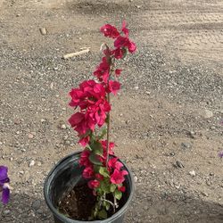 Bougainvillea    Planta     Plants
