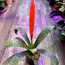 Flaming Sword Bromeliad, Vriesea splendens In Ceramic Pot