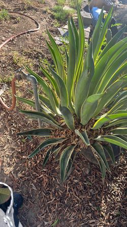 Plants