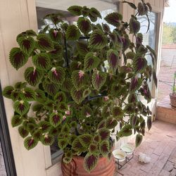 Coleus plants