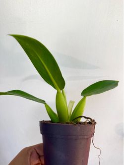 Plants (4”pot🌿Philodendron Fat boy🌿)