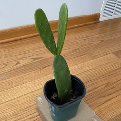 Small Nopal Plant 