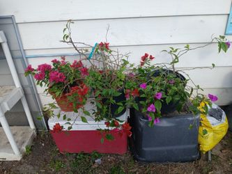 bougainvillea 1 Red,1 Purple, 1 Pink $18 Each 