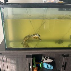 Selling Two Turtles