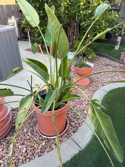 Bird of Paradise Plant in Pot