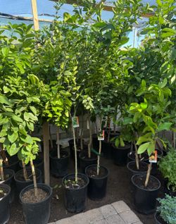 Mexican Key Lime 🍋🟩 And Lisbon 🍋 Trees 5F The Tall Each Price Firm