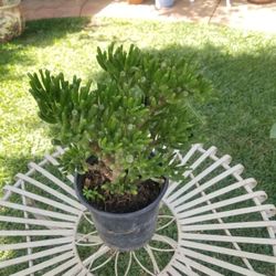 Potted Jade Plant