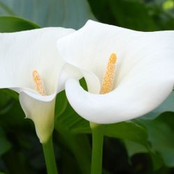 2 Huge Pot Calla Lilies 