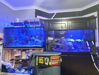 90 gallon saltwater aquarium