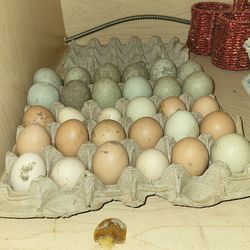Quality Fresh Eggs for Sale (CHEAP)!