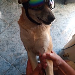 Dog Sunglasses 