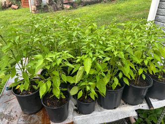 Thai Chilli Pepper plants