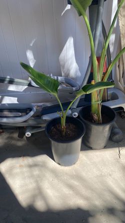 Bird of Paradise plant