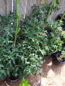 Chile picante en liquidación a $7 cada uno