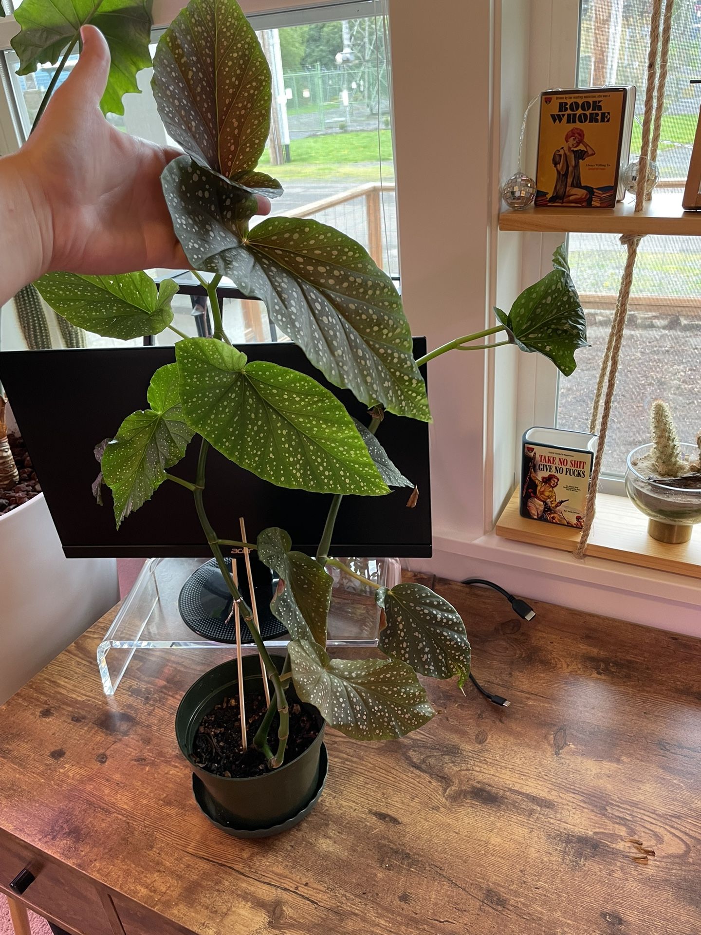 Begonia Plant