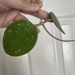Hoya Parasitica splash plant CUTTING