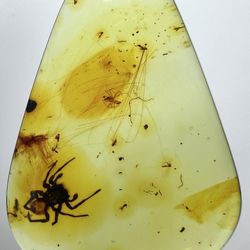 This exceptionally rare amber specimen from the Baltic region captures a dramatic moment frozen in time for over millions of years since the Jurassic 