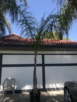 Queen Palm Tree