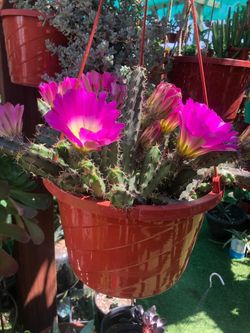 Cactus Cutting