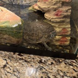 Red Earred Slider Turtle With Tank Food And Environment 