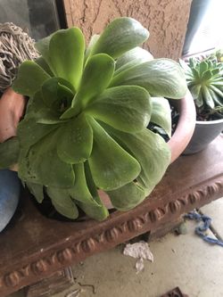 Suculenta grande