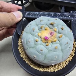 Super White Original Rare Cactus Plant Seed Grown 