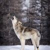 American Wolf