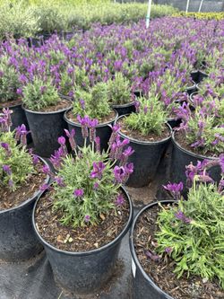 Spanish Lavender - 5 Gallon