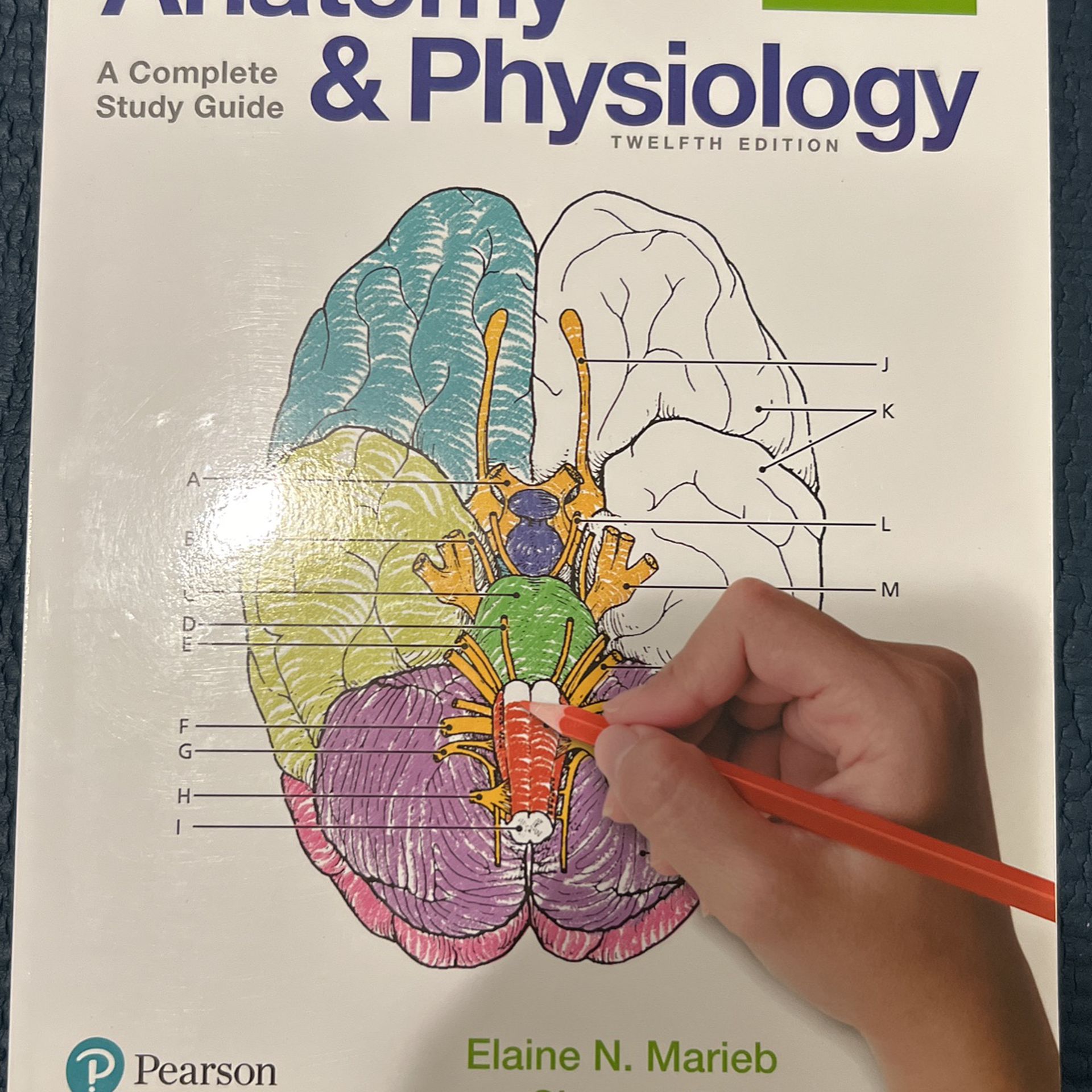 Edition　Anatomy　Pearson　in　for　12th　Physiology　OfferUp　Coloring　CA　Workbook　Sale　Los　Angeles,
