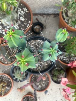 (Myrtillocactus) or blue candle cactus