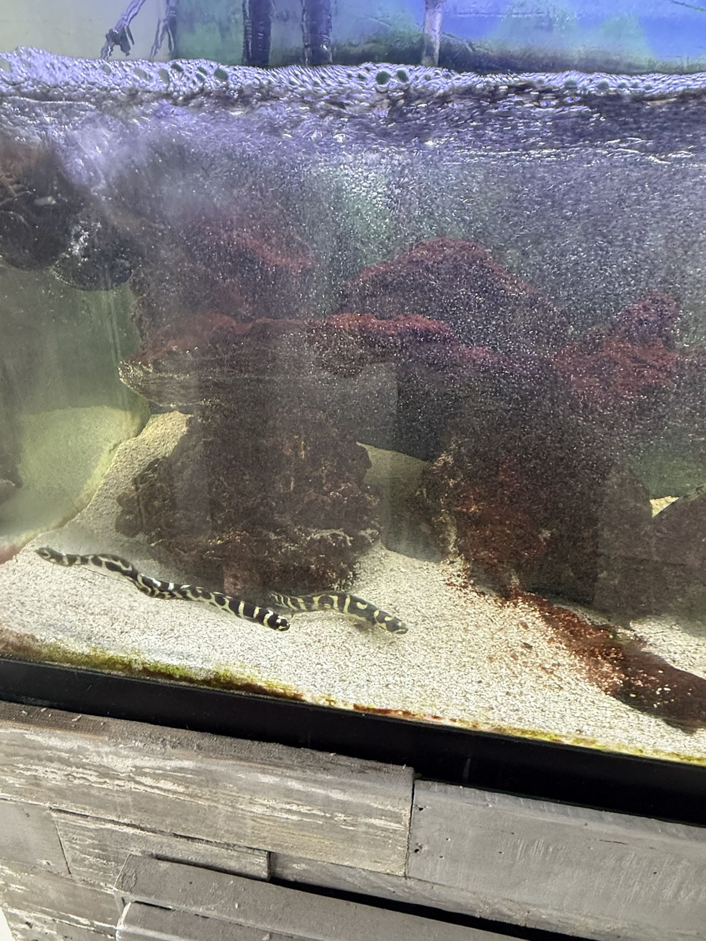 Salt Water Fish And Filters