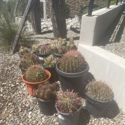 Desert Cacti For Sale