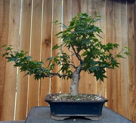 Japanese maple bonsai / A19