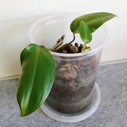 Young Philodendron Live Plant