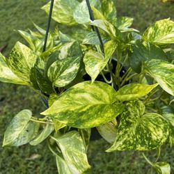 GOLDEN POTHOS ( Hanging Basket) 10” Pot