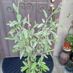 plantas de salvia