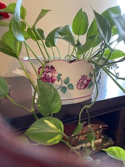 Planta para dentro de la casa